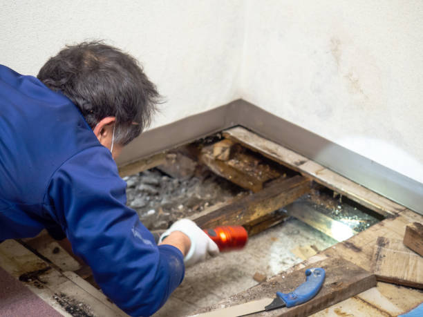 Best Mold Removal Company Near Me  in Huntsville, TN