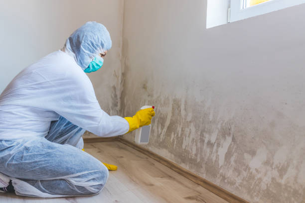 Attic Mold Removal in Huntsville, TN