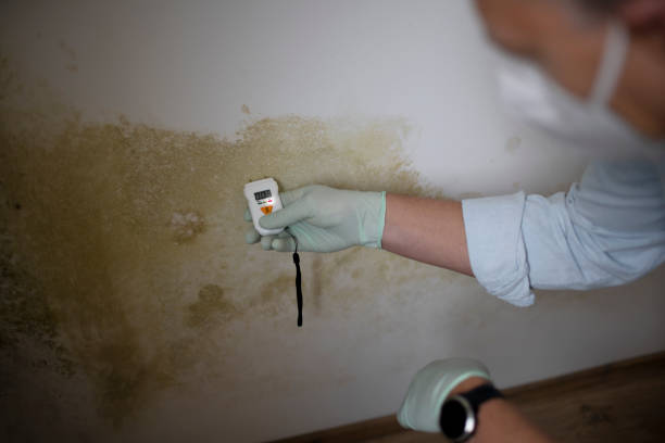 Best Mold Inspection  in Huntsville, TN
