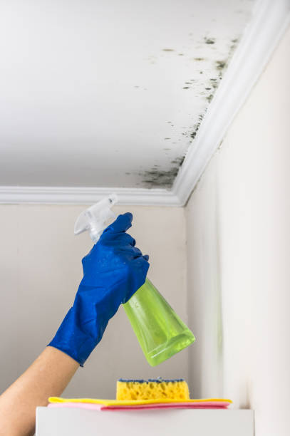 Best Attic Mold Removal  in Huntsville, TN