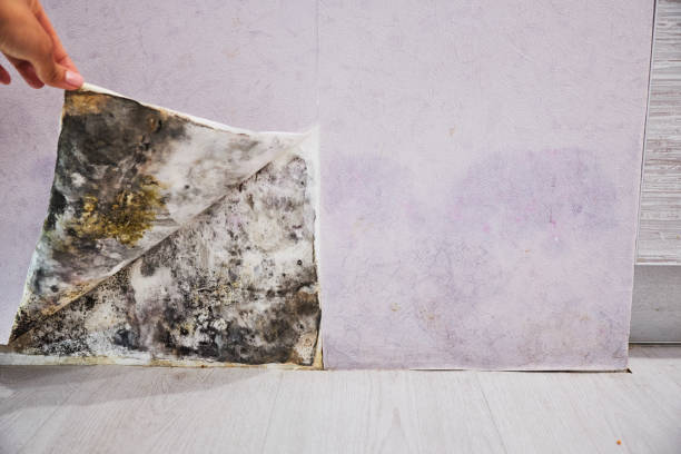 Best Local Mold Removal Service  in Huntsville, TN